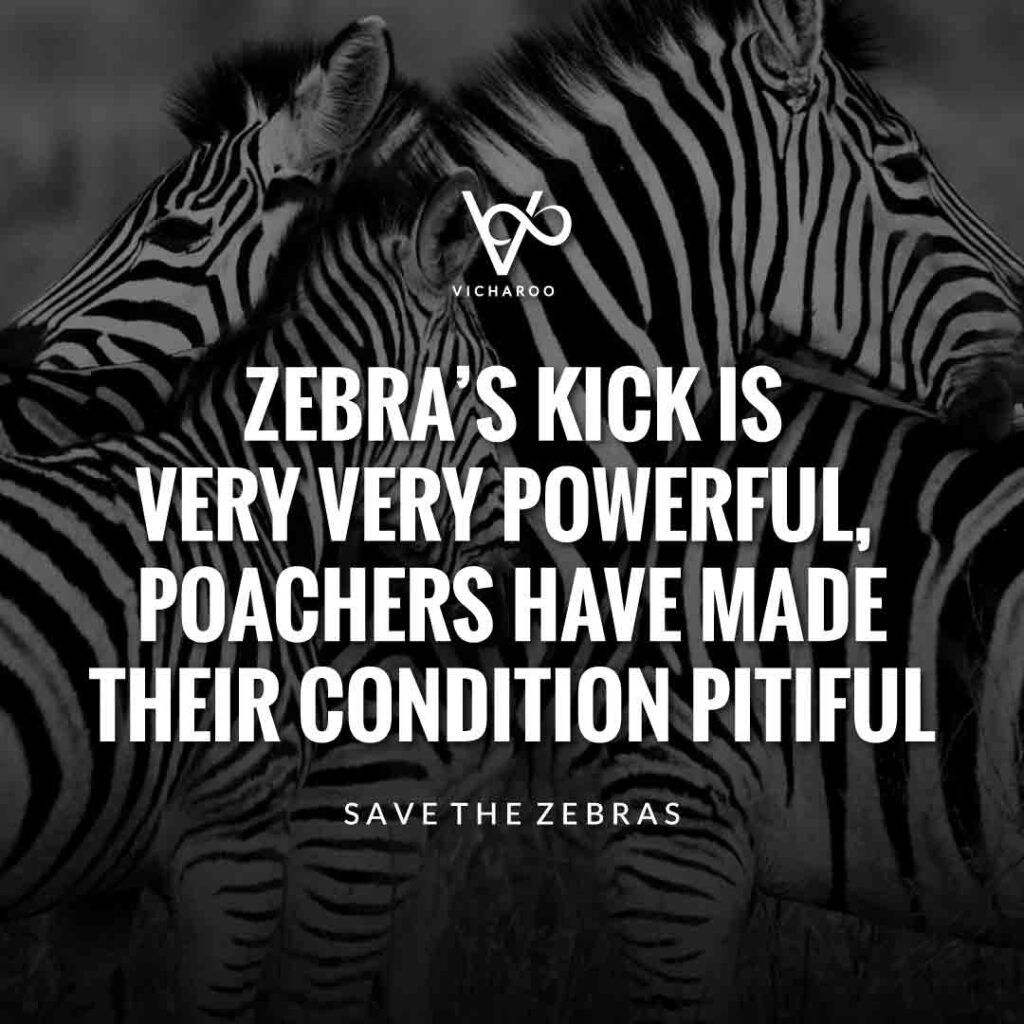 Zebra’s kick is very very powerful, poachers have made their condition pitiful | Save Zebras Slogans and Quotes | International Zebra Day