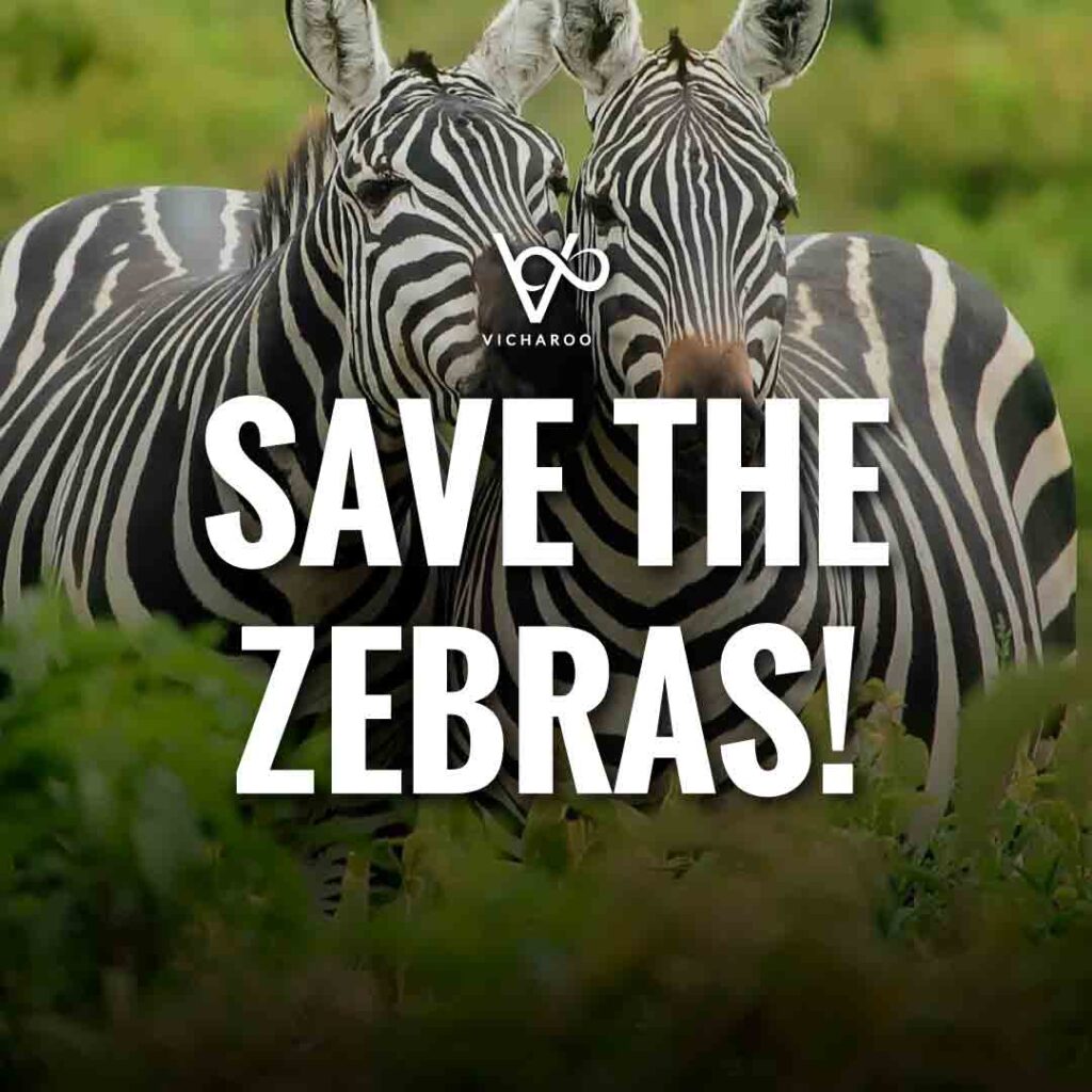 Save the Zebras Slogans and Quotes | International Zebra Day