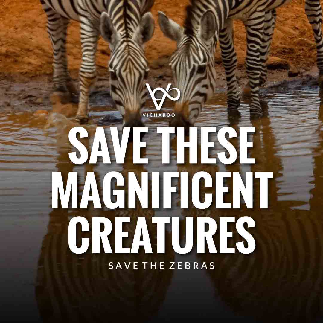 Save these magnificent creatures | Save Zebras Slogans and Quotes | International Zebra Day