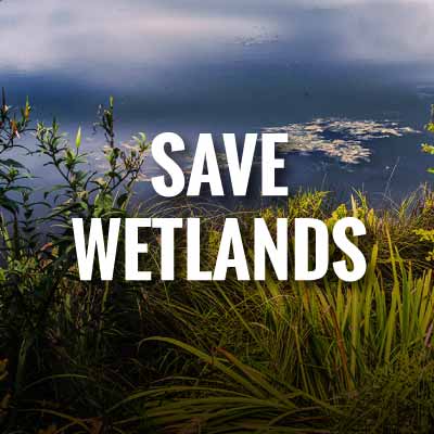 Save wetlands slogans and quotes