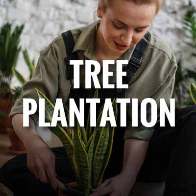 Tree plantation slogans and quotes