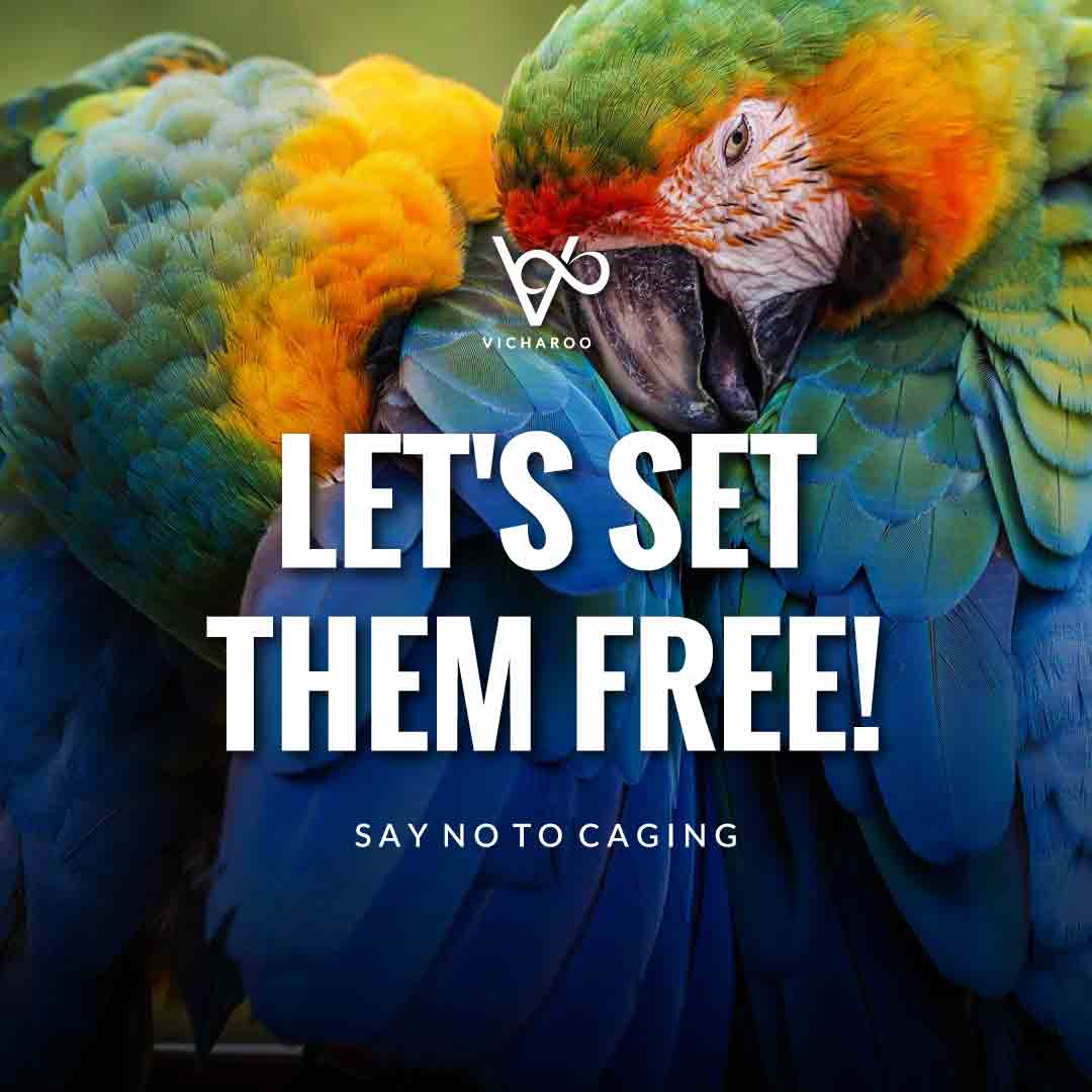 Let's set them free! | Save Birds Slogans | National Wild Bird Day | Birds and Trees Day