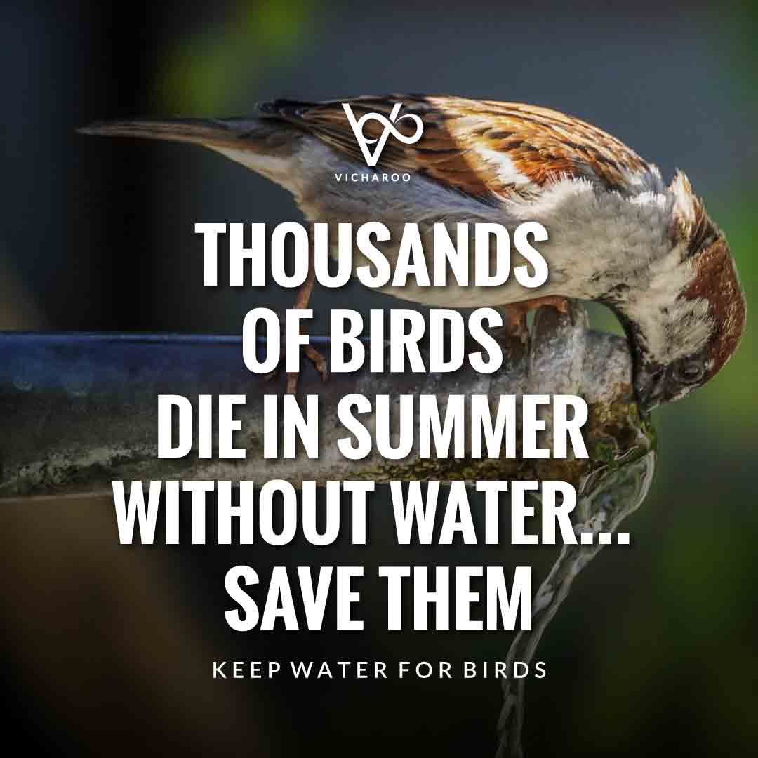 Thousands of birds die in summer without water | Kee water for birds | National Wild Bird Day | Birds and Trees Day