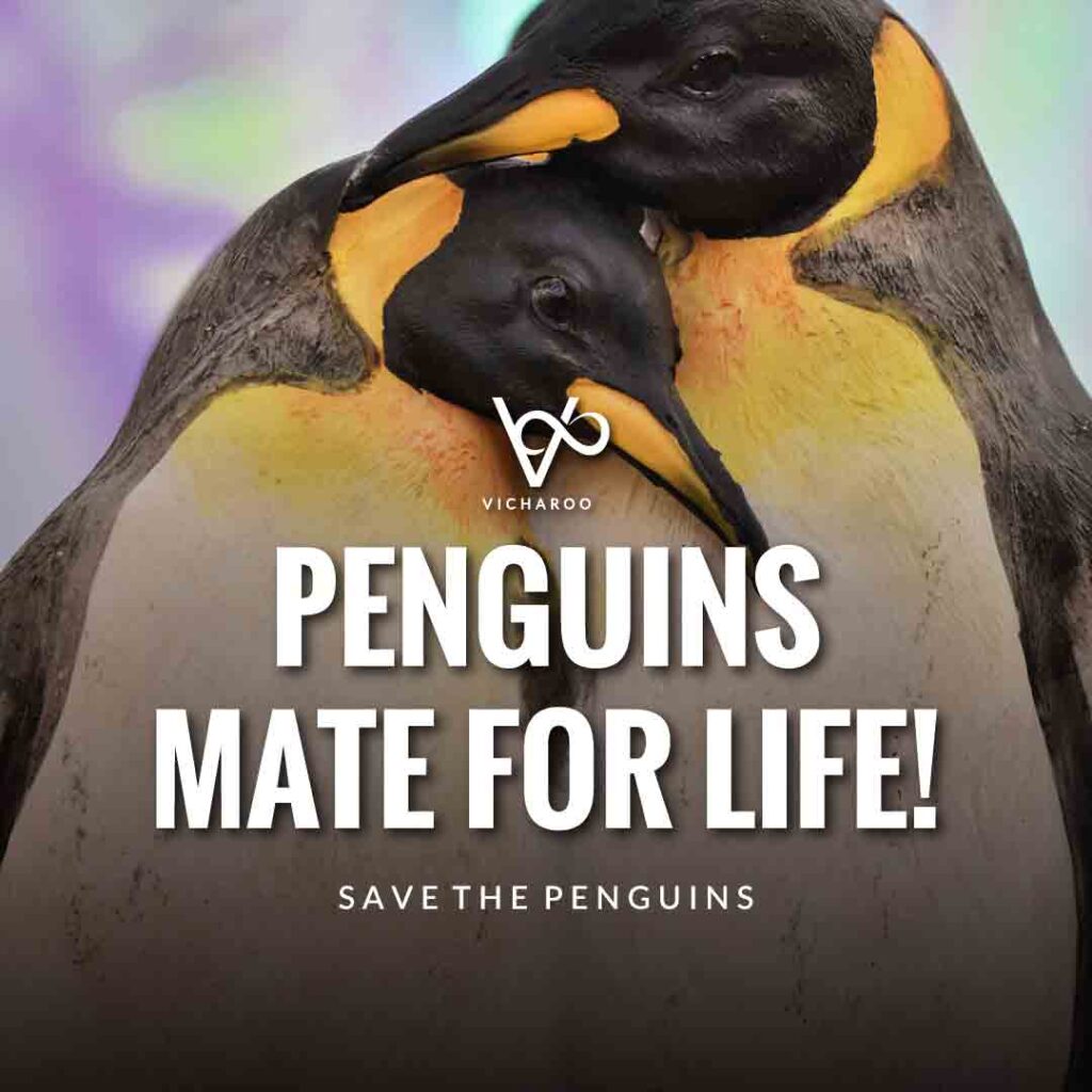 Penguins mate for life! | Save Penguins Slogans and Quotes | National Penguin Awareness Day | World Penguin Day