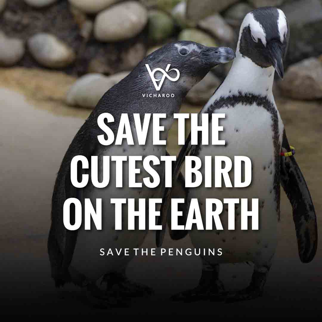 Save the cutest bird on the Earth | Save Penguins Slogans and Quotes | National Penguin Awareness Day | World Penguin Day