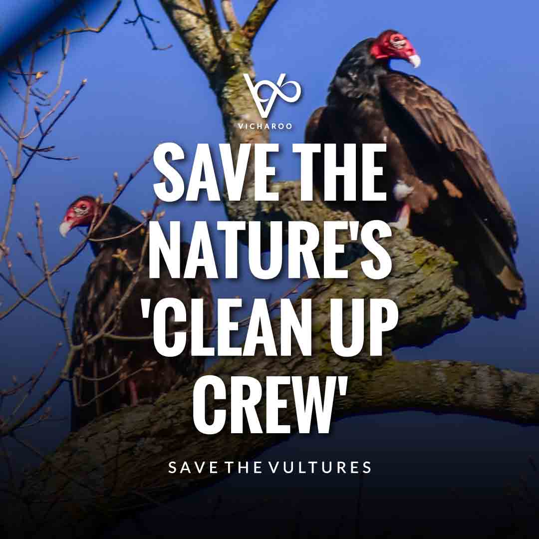 Save the nature's 'Clean Up Crew' | Save Vultures Slogans & Quotes | International Vulture Awareness Day | Buzzards (Turkey Vulture) Day