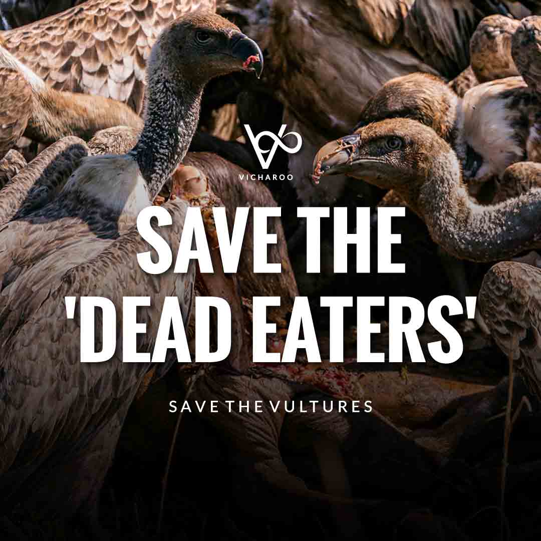Save the 'dead eaters' | Save Vultures Slogans & Quotes | International Vulture Awareness Day