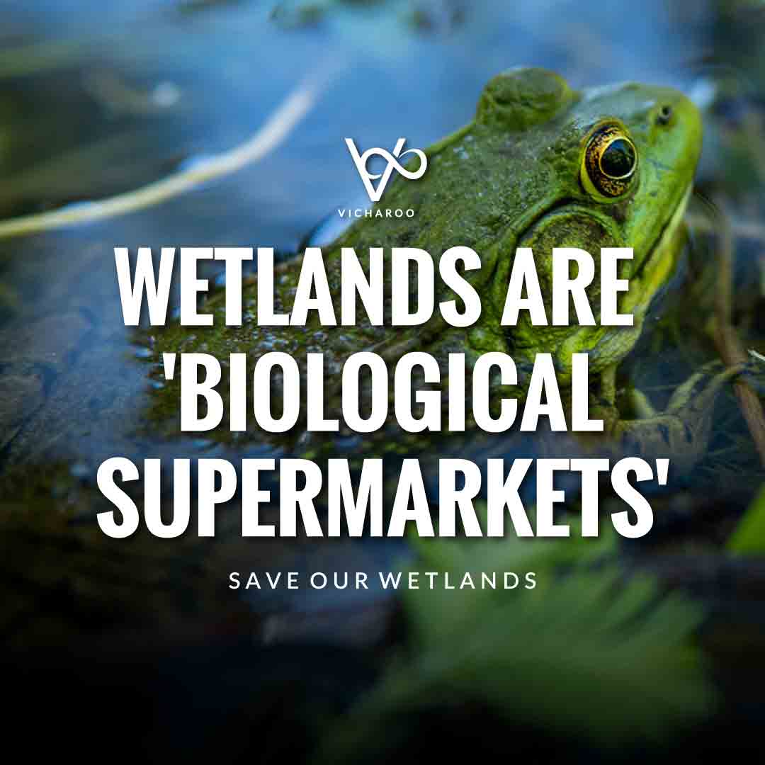 Wetlands are 'Biological Supermarkets' | Save Wetlands Slogans | World Wetlands Day