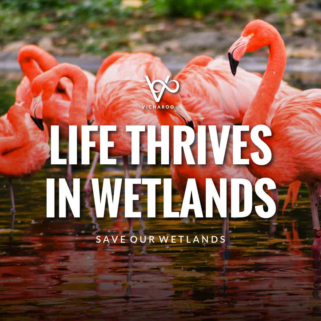 Life thrives in wetlands. Save our Wetlands | Save Wetlands Slogans | World Wetlands Day
