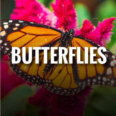 Save butterflies Slogans and Quotes