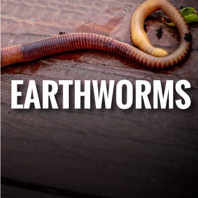 Save earthworms Slogans and Quotes
