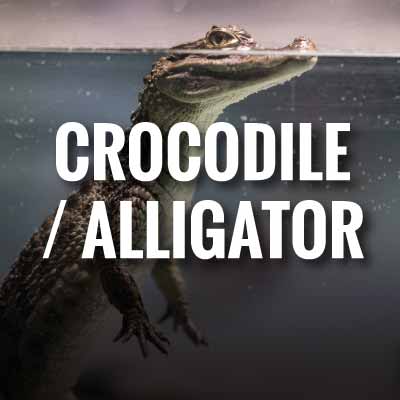 save crocodile / alligator Slogans and Quotes