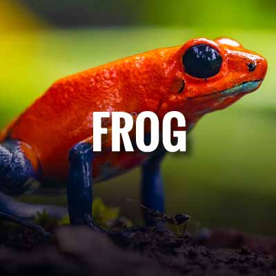 save frogs Slogans and Quotes