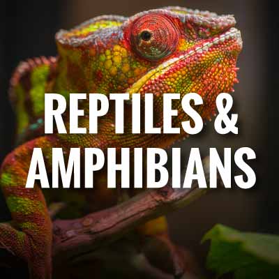 Reptile and Amphibian slogans and quotes