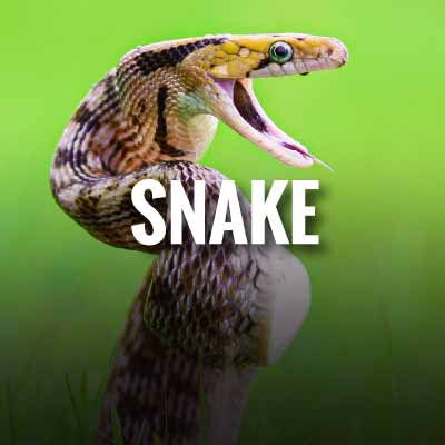 save snakes Slogans and Quotes