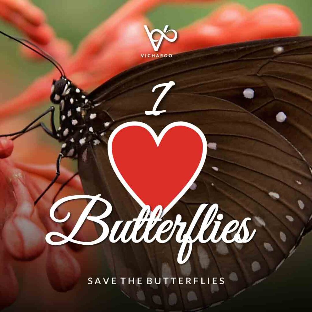I love butterflies | Save Butterfly Slogans and Quotes | National Learn About Butterflies Day