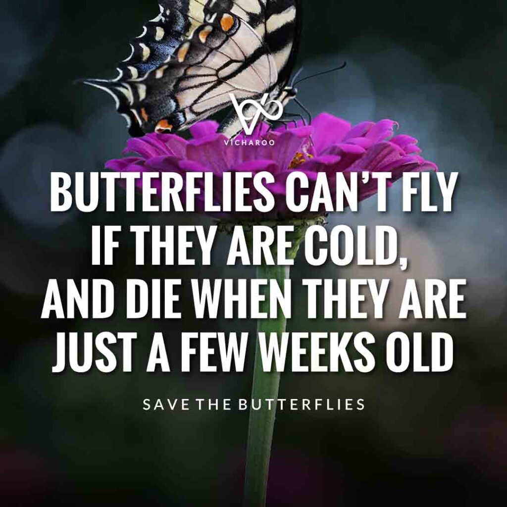 Butterflies can’t fly if they are cold, and die when they are just a few weeks old | Save Butterfly Slogans and Quotes | National Learn About Butterflies Day