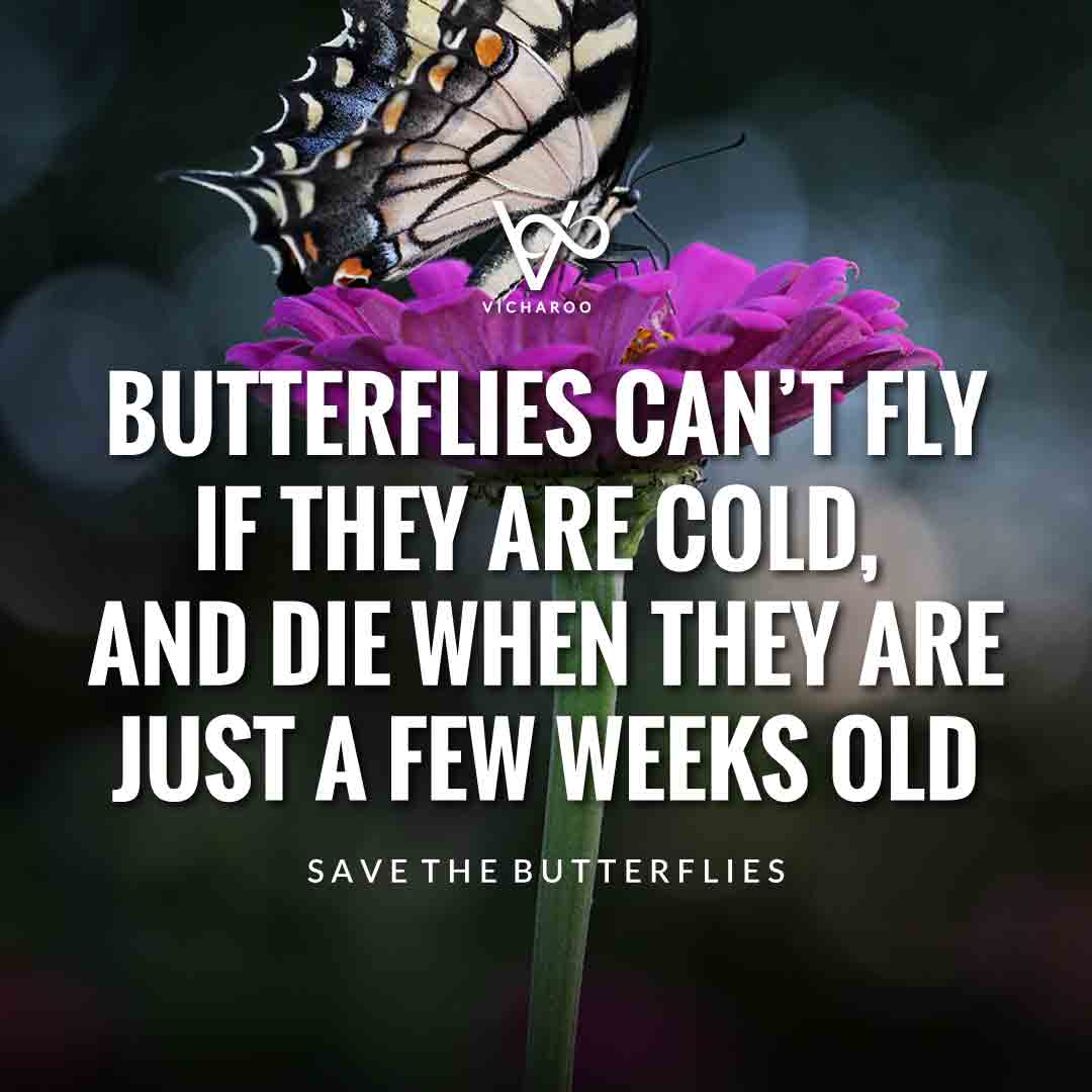 Butterflies can’t fly if they are cold, and die when they are just a few weeks old | Save Butterfly Slogans and Quotes | National Learn About Butterflies Day