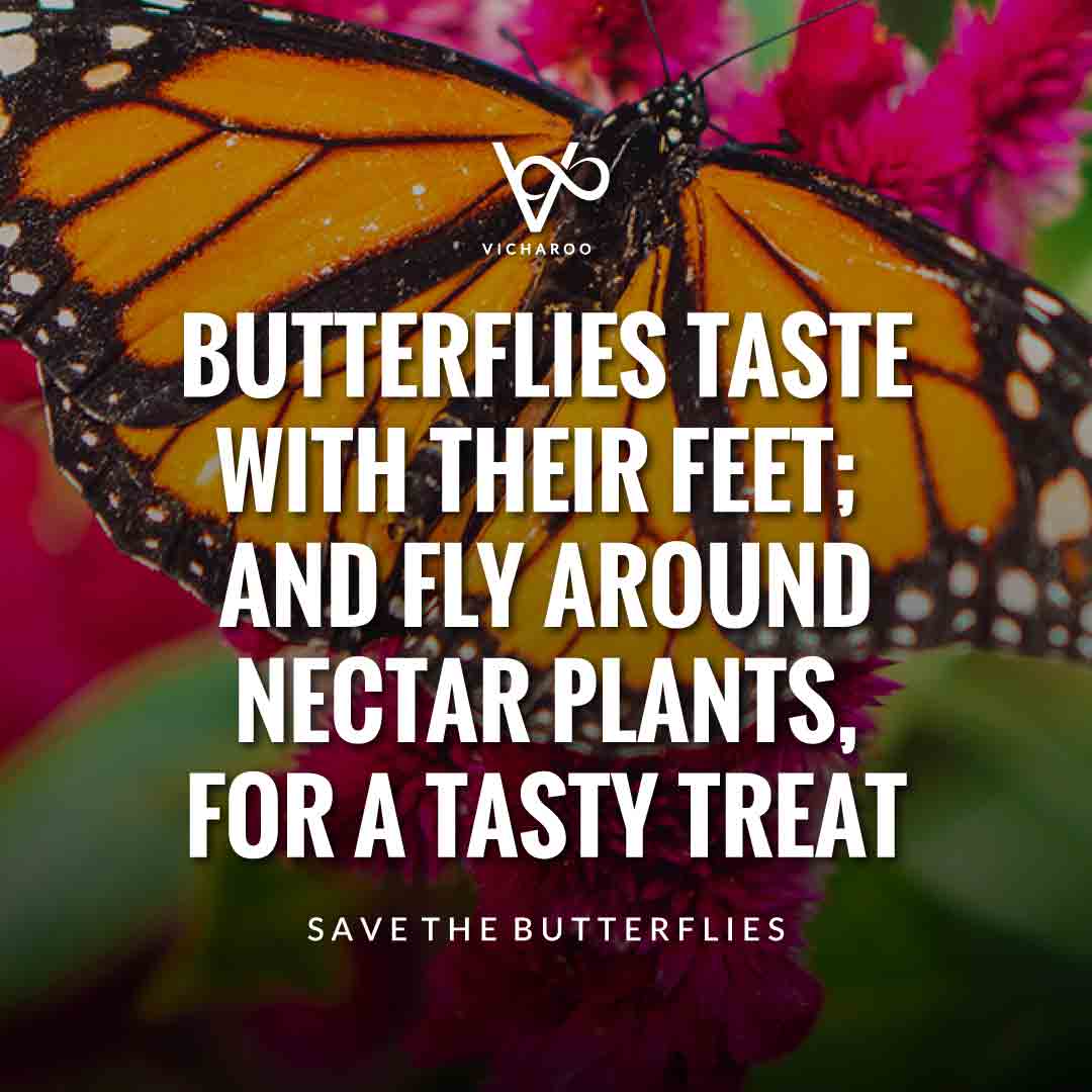 Butterflies taste with their feet; and fly around nectar plants, for a tasty treat | Save Butterfly Slogans and Quotes | National Learn About Butterflies Day