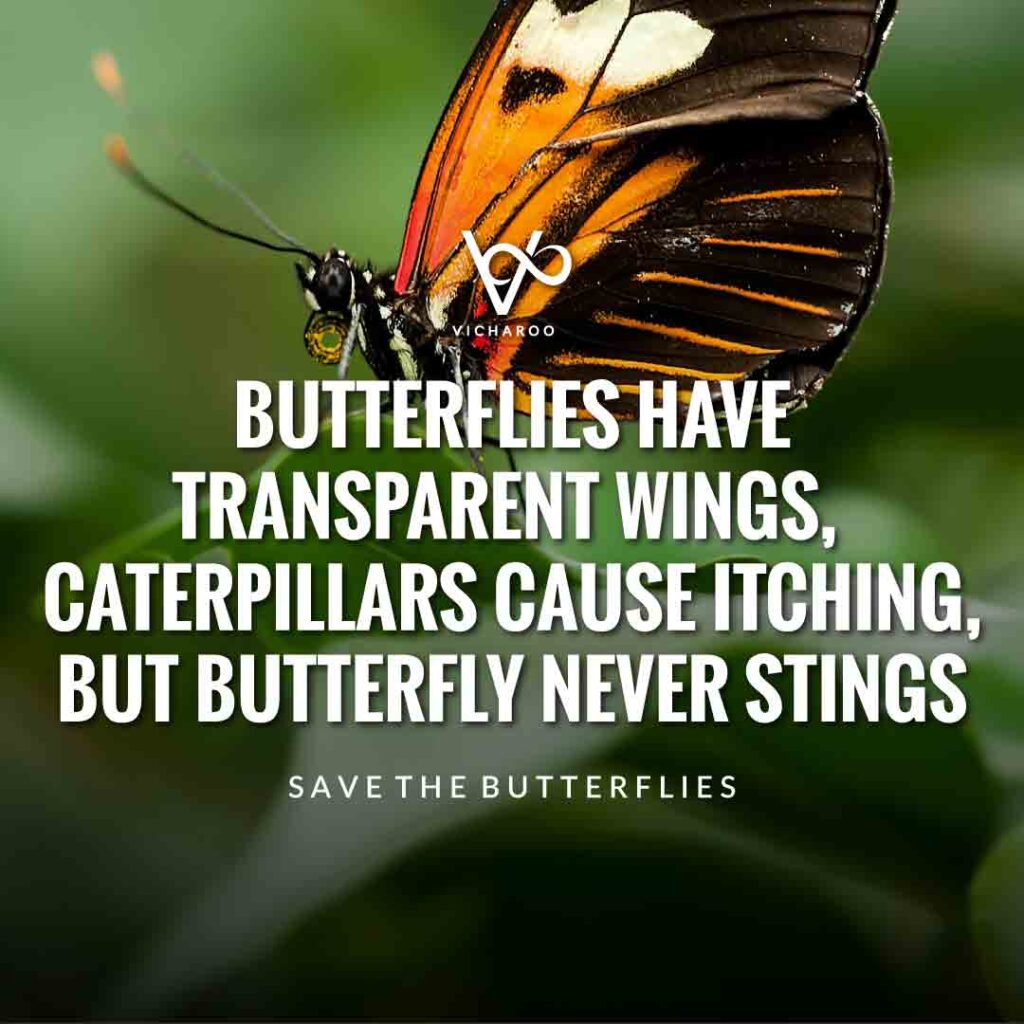 Butterflies have transparent wings, caterpillars cause itching, but butterfly never stings | Save Butterfly Slogans and Quotes | National Learn About Butterflies Day