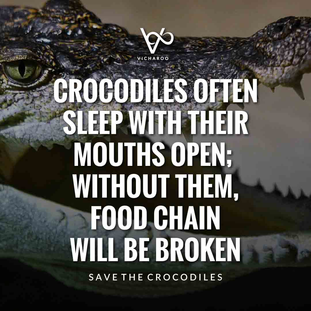 Crocodiles often sleep with their mouths open; without them, food chain will be broken | Save Crocodiles Slogans and Quotes | World Crocodile Day | National Gator / Alligator Day