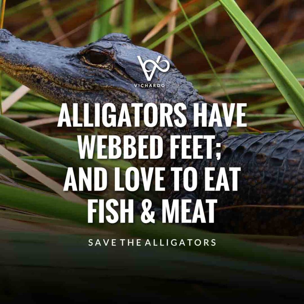 Alligators have webbed feet; and love to eat fish & meat | Save Alligators Slogans and Quotes | World Crocodile Day | National Gator / Alligator Day