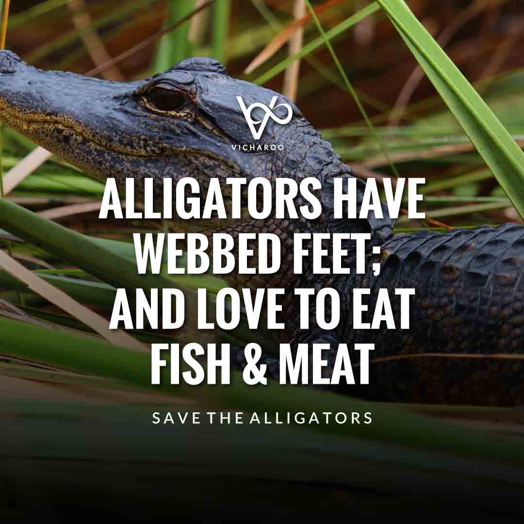 Alligators have webbed feet; and love to eat fish & meat | Save Alligators Slogans and Quotes | World Crocodile Day | National Gator / Alligator Day