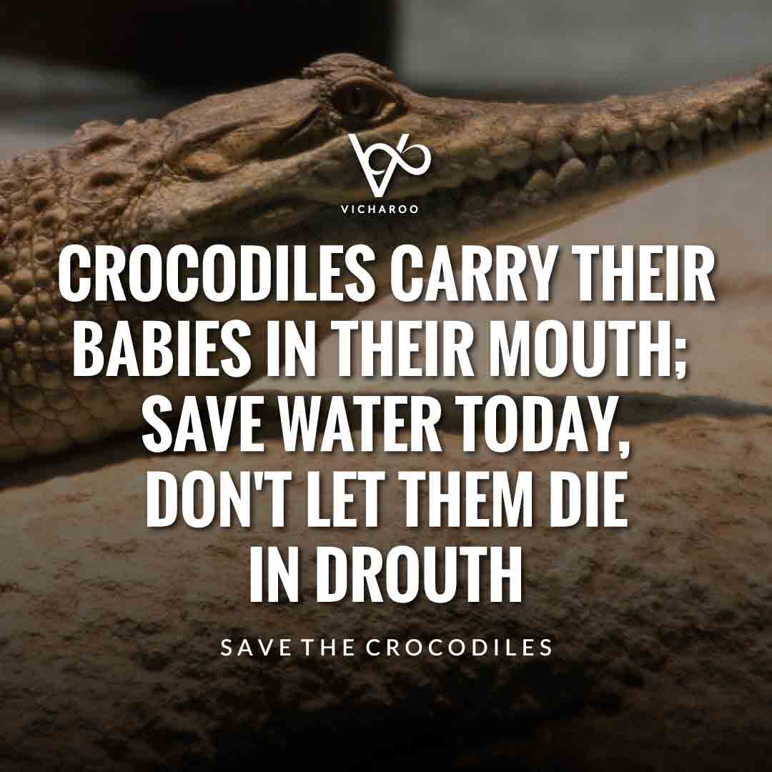 Crocodiles carry their babies in their mouth; save water today, don't let them die in drouth | Save Crocodiles Slogans and Quotes | World Crocodile Day | National Gator / Alligator Day