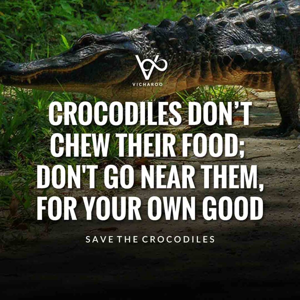 Crocodiles don’t chew their food; don't go near them, for your own good | Save Crocodiles Slogans and Quotes | World Crocodile Day | National Gator / Alligator Day