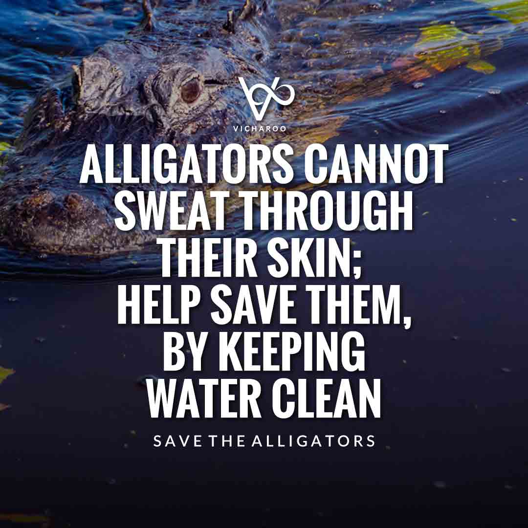 Alligators cannot sweat through their skin; help save them, by keeping water clean | Save Crocodiles Slogans and Quotes | World Crocodile Day | National Gator / Alligator Day
