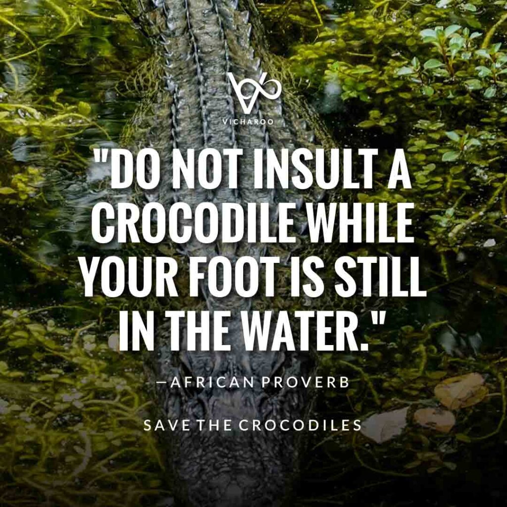 Do not insult a crocodile while your foot is still in the water. — African Proverb | Save Crocodiles Slogans and Quotes | World Crocodile Day | National Gator / Alligator Day