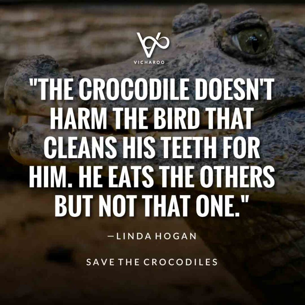 The crocodile doesn't harm the bird that cleans his teeth for him. He eats the others but not that one. — Linda Hogan | Save Crocodiles Slogans and Quotes | World Crocodile Day | National Gator / Alligator Day