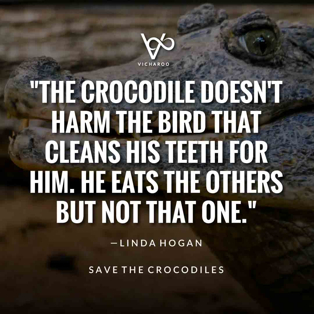 The crocodile doesn't harm the bird that cleans his teeth for him. He eats the others but not that one. — Linda Hogan | Save Crocodiles Slogans and Quotes | World Crocodile Day | National Gator / Alligator Day