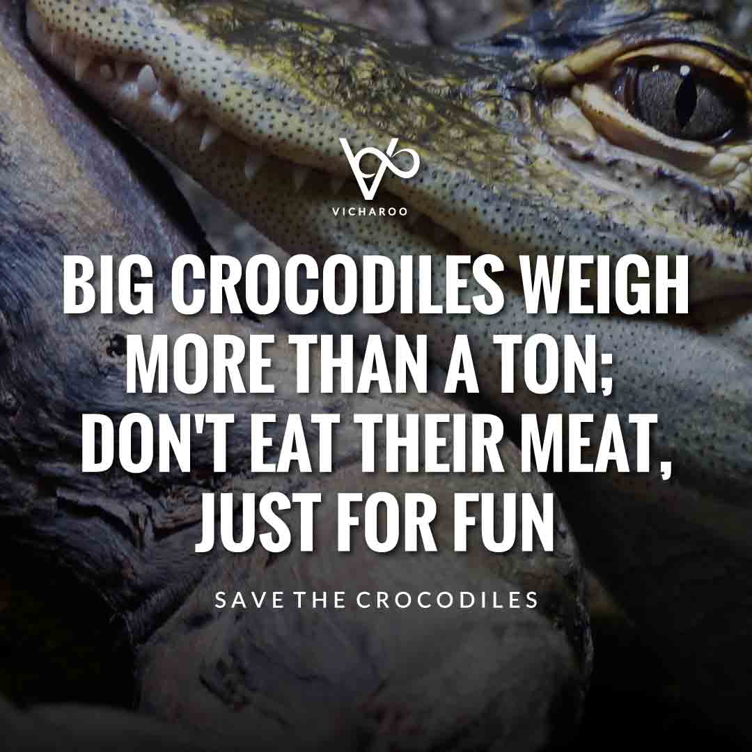Big crocodiles weigh more than a ton; don't eat their meat, just for fun | Save Crocodiles Slogans and Quotes | World Crocodile Day | National Gator / Alligator Day