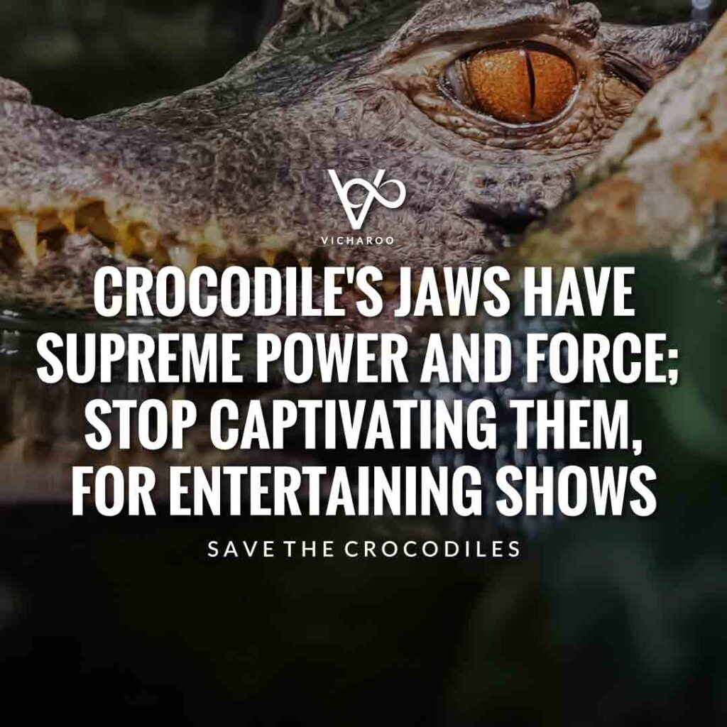 Crocodile's jaws have supreme power and force; stop captivating them, for entertaining shows | Save Crocodiles Slogans and Quotes | World Crocodile Day | National Gator / Alligator Day