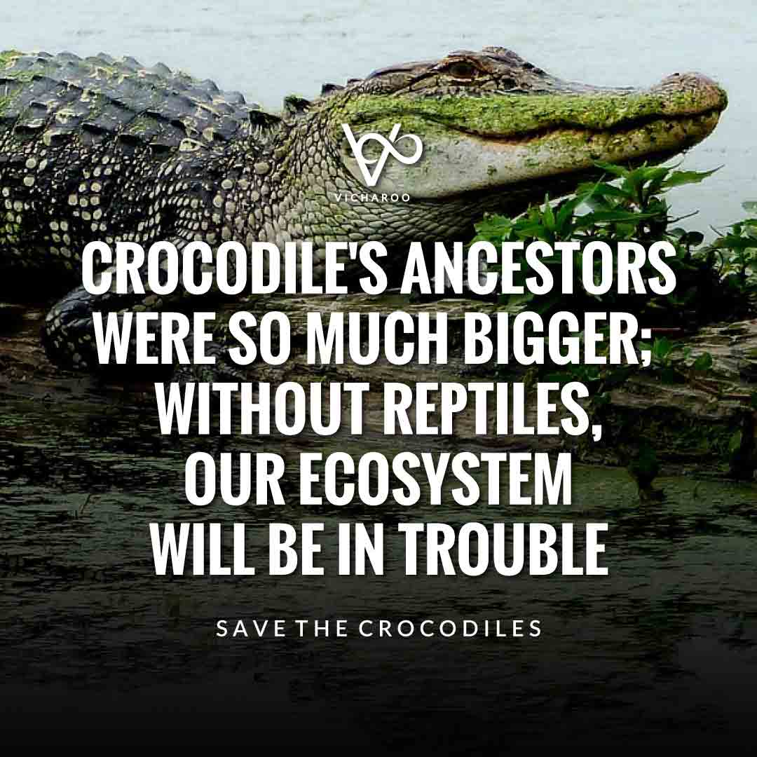 Crocodile's ancestors were so much bigger; without reptiles, our ecosystem will be in trouble | Save Crocodiles Slogans and Quotes | World Crocodile Day | National Gator / Alligator Day