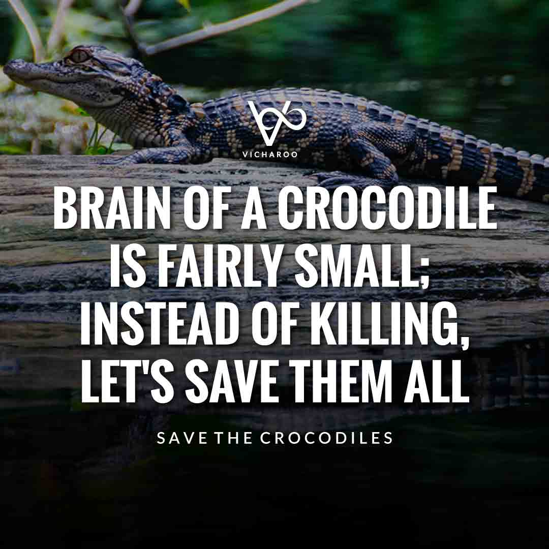 Brain of a crocodile is fairly small; instead of killing, let's save them all | Save Crocodiles Slogans and Quotes | World Crocodile Day | National Gator / Alligator Day