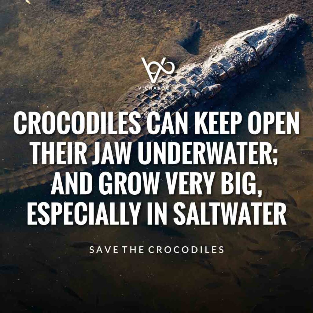 Crocodiles can keep open their jaw underwater; and grow very big, especially in saltwater | Save Crocodiles Slogans and Quotes | World Crocodile Day | National Gator / Alligator Day