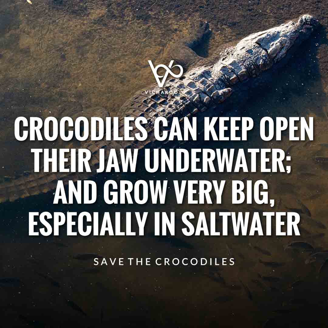 Crocodiles can keep open their jaw underwater; and grow very big, especially in saltwater | Save Crocodiles Slogans and Quotes | World Crocodile Day | National Gator / Alligator Day