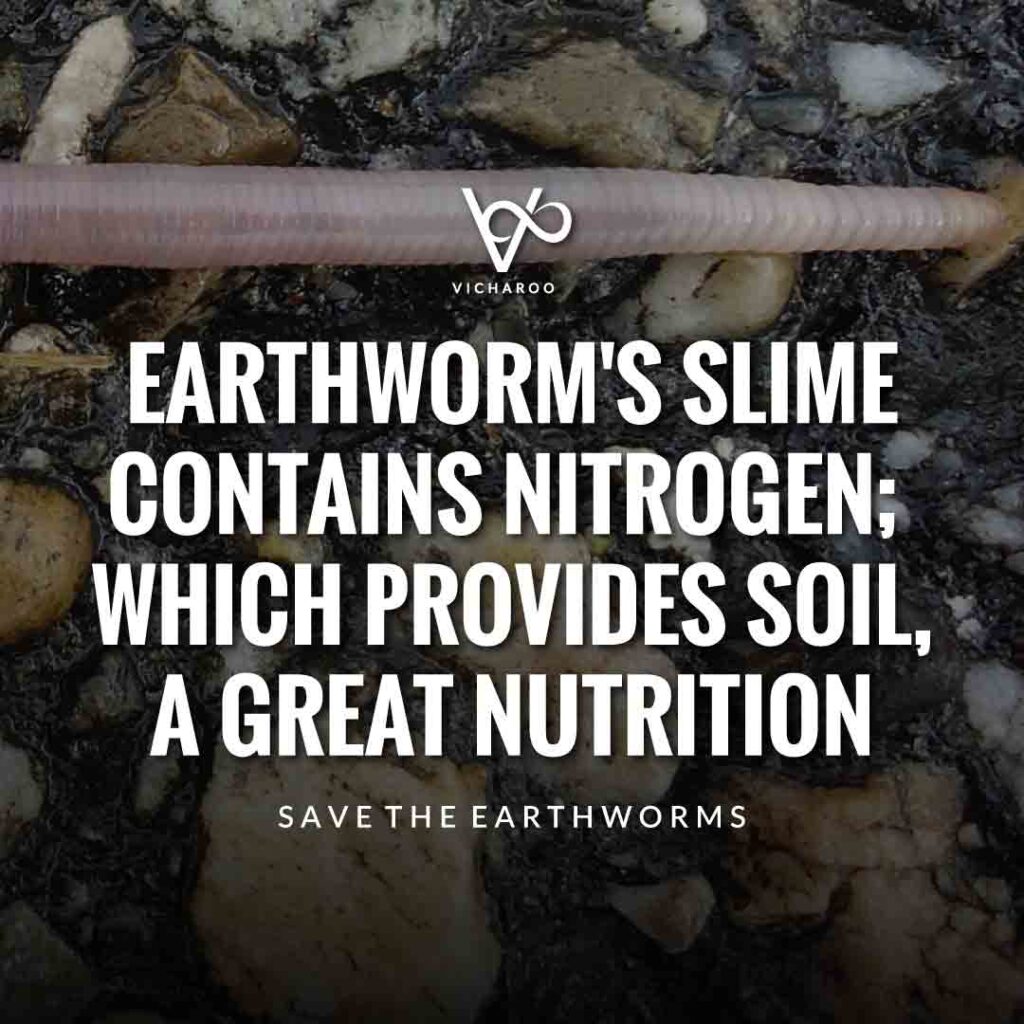 Earthworm's slime contains nitrogen; which provides soil, a great nutrition | Save Earthworms Slogans and Quotes | World Earthworm Day
