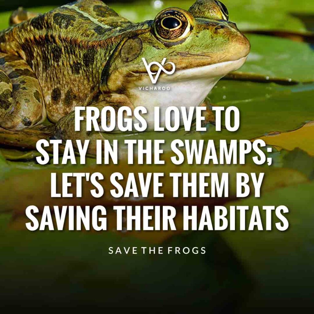 Frogs love to stay in the swamps; let's save them by saving their habitats | Save Frogs Slogans & Quotes | World Frog Day