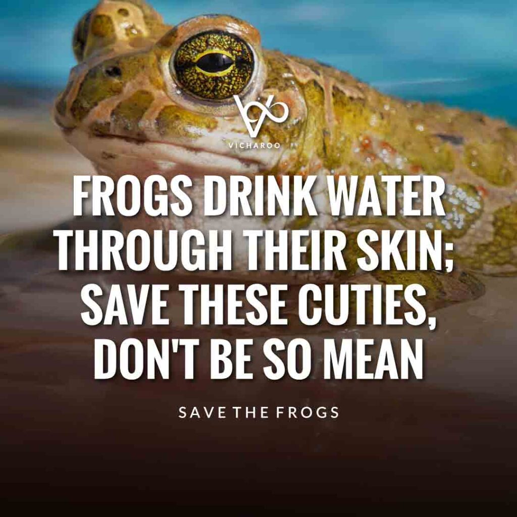 Frogs drink water through their skin; save these cuties, don't be so mean | Save Frogs Slogans & Quotes | World Frog Day