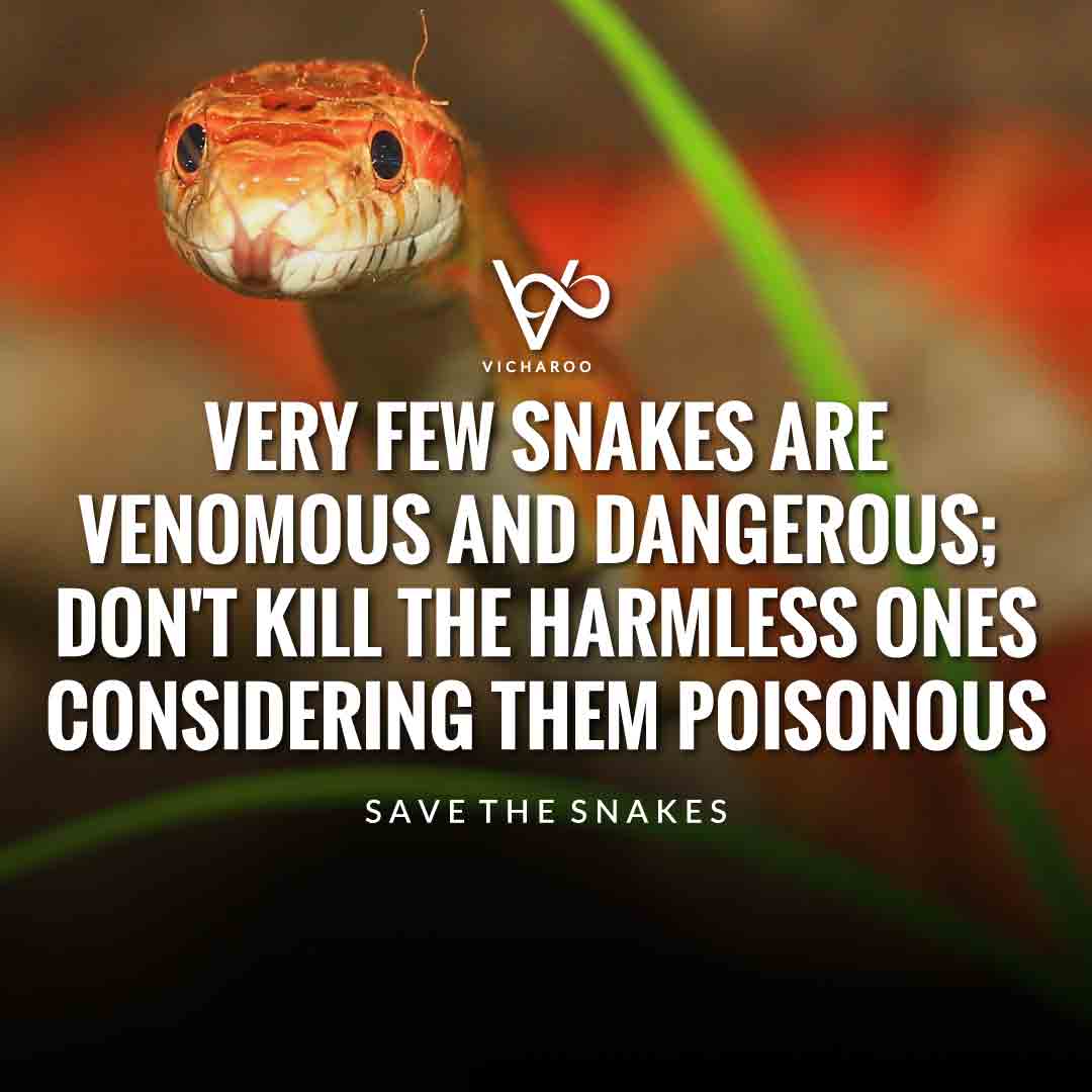 Very few snakes are venomous and dangerous; don't kill the harmless ones considering them poisonous | Save Snakes Slogans & Quotes | World Snake Day