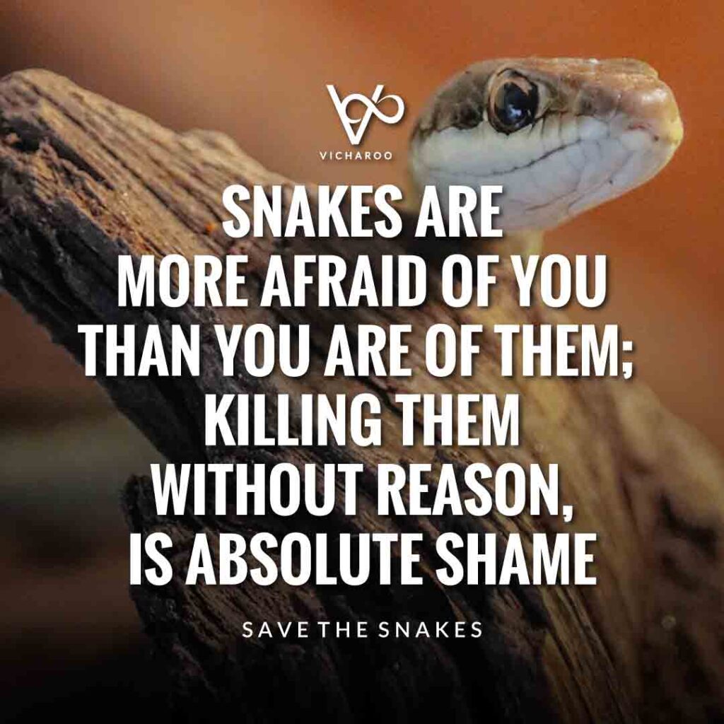 Snakes are more afraid of you than you are of them; killing them without reason, is absolute shame | Save Snakes Slogans & Quotes | World Snake Day