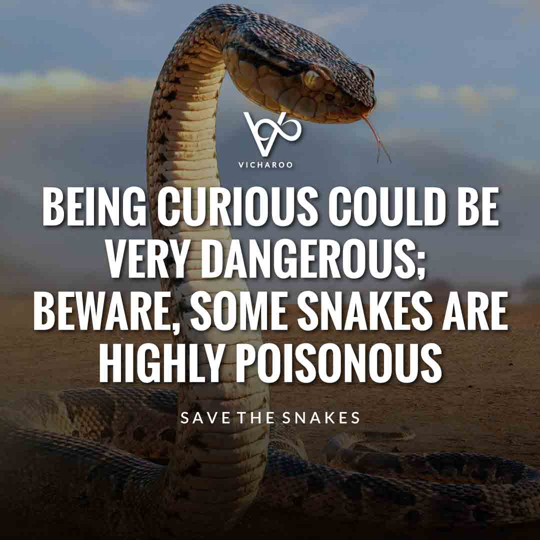 Being curious could be very dangerous; beware, some snakes are highly poisonous | Save Snakes Slogans & Quotes | World Snake Day