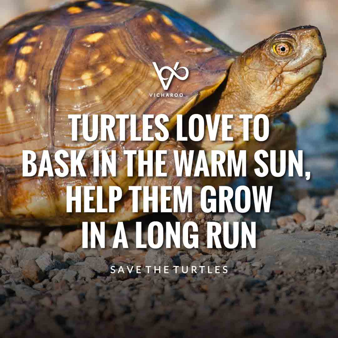 Turtles love to bask in the warm sun, help them grow in a long run | Save Turtles Slogans & Quotes | World Sea Turtle Day
