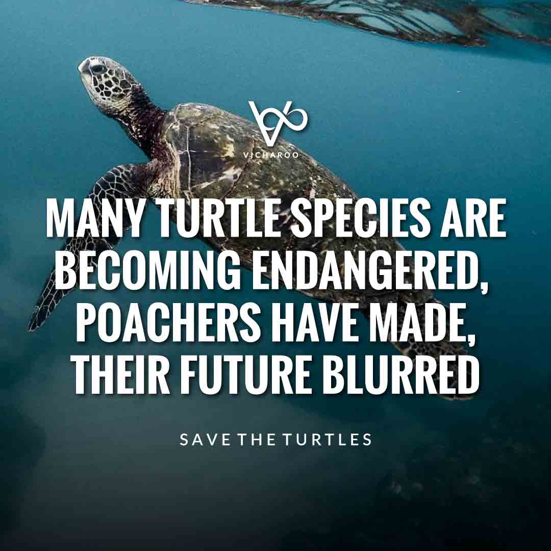 Many turtle species are becoming endangered, poachers have made, their future blurred | Save Turtles Slogans & Quotes | World Sea Turtle Day