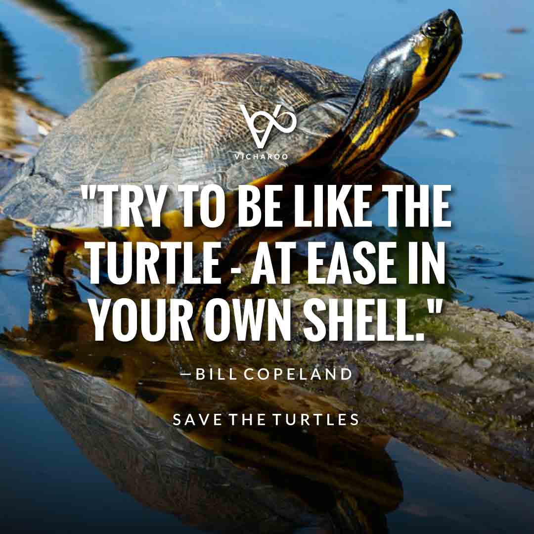 Try to be like the turtle - at ease in your own shell. — Bill Copeland | Save Turtles Slogans & Quotes | World Sea Turtle Day