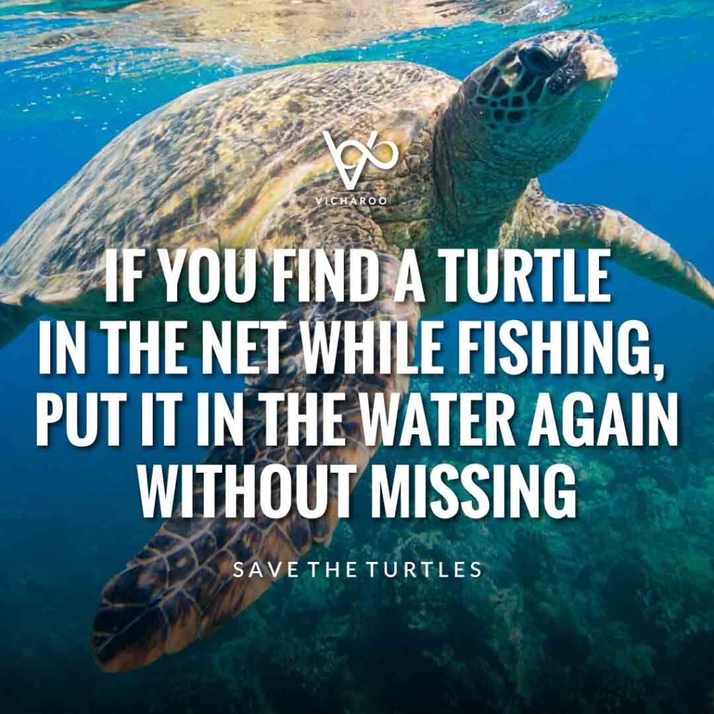 If you find a turtle in the net while fishing, put it in the water again without missing | Save Turtles Slogans & Quotes | World Sea Turtle Day
