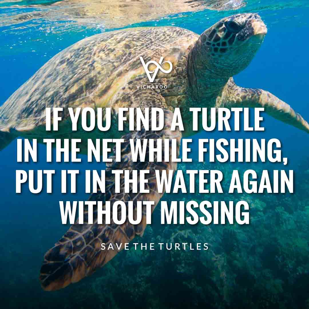 If you find a turtle in the net while fishing, put it in the water ...